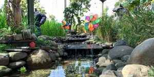 Large outdoor koi pond with large boulders in central florida