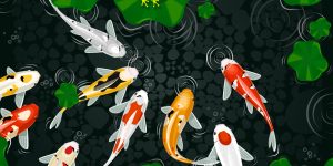 Various Koi Fish Swimming In Backyard Pond