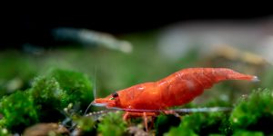 A SHORT GUIDE TO CHERRY SHRIMP 2021