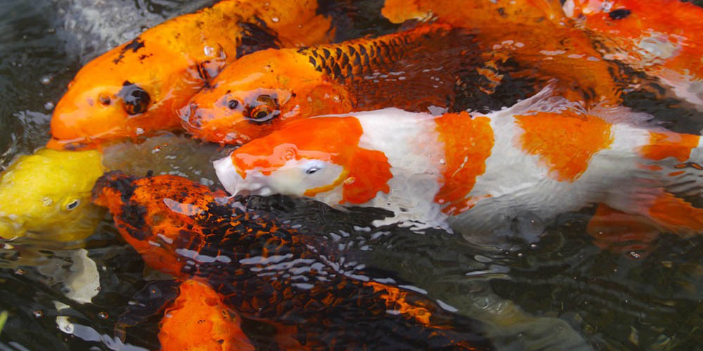 6 or 7 Koi Fish coming to top of pond for feeding time.