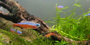 Cardinal Tetras swimming in aquarium