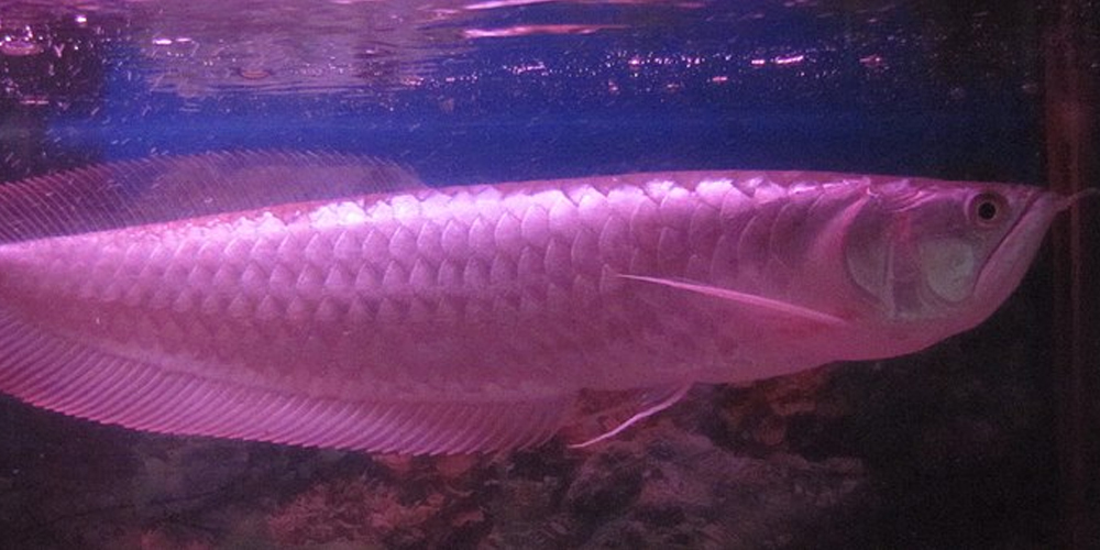 10 Most Expensive Aquarium Fish In The World