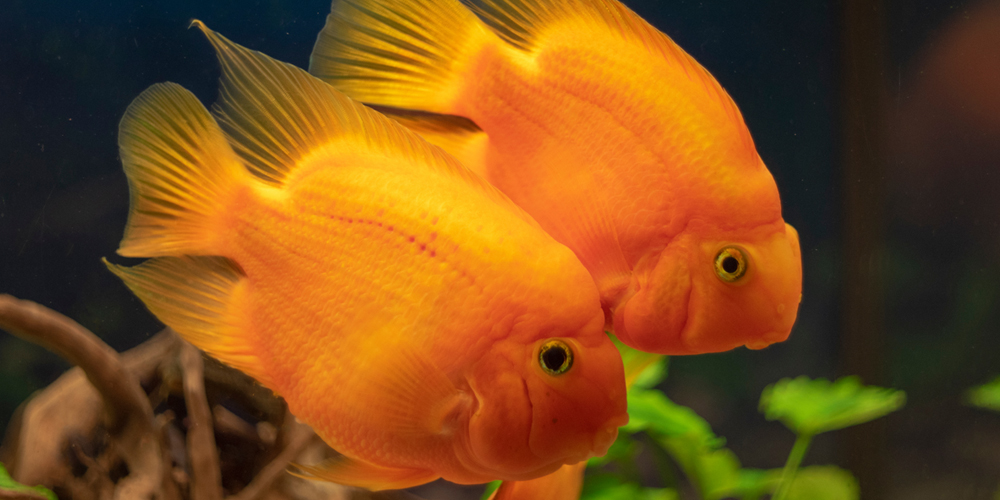 Two Goldfish swimming side by side in aquarium