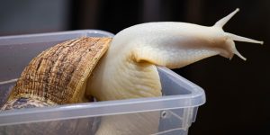 Pet snail climbing out of plastic container