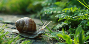 Snail moving through lush landscape outside of a koi pond