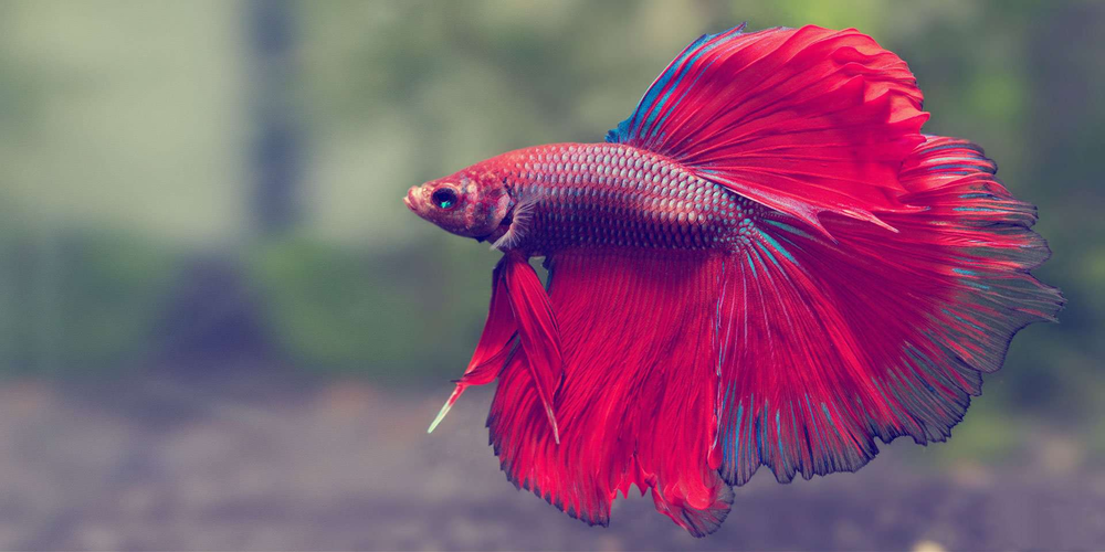 Pretty red and purple beta fish swimming in aquarium