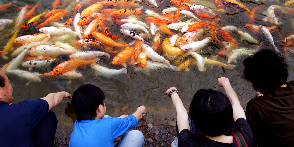 FEEDING KOI FISH- RECOMMENDATIONS AND TIPS