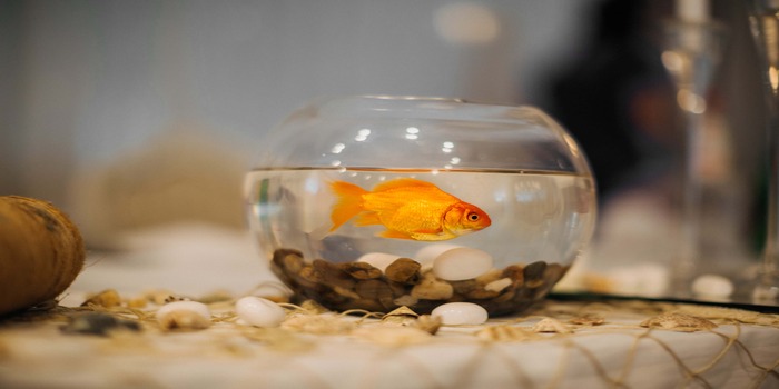 goldfish in a small bowl with some stones at the bottom