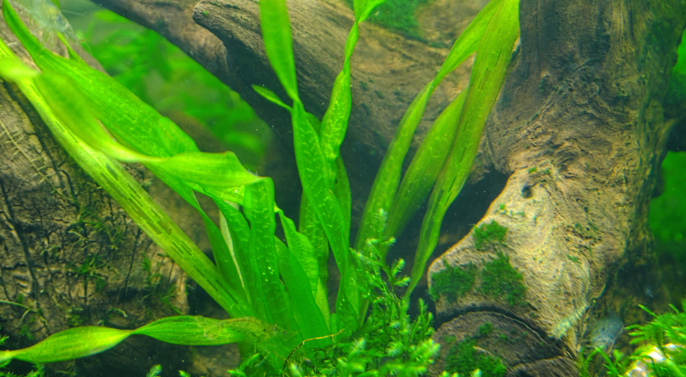 Growing and Caring for Jungle Vallisneria in Freshwater Aquariums