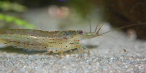 Amino Shrimp in Aquarium