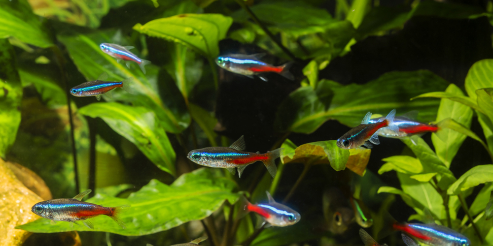 9 tetra fish swimming together in aquarium