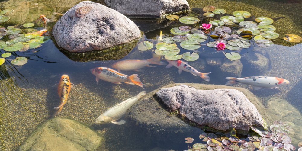 Koi Pond with waterlillies and large stones in the water.