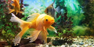 Goldfish swimming in aquarium with crystal clear water