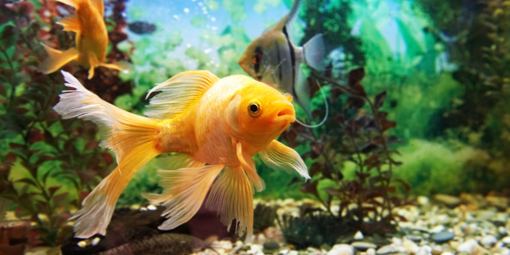 Goldfish swimming in aquarium with crystal clear water