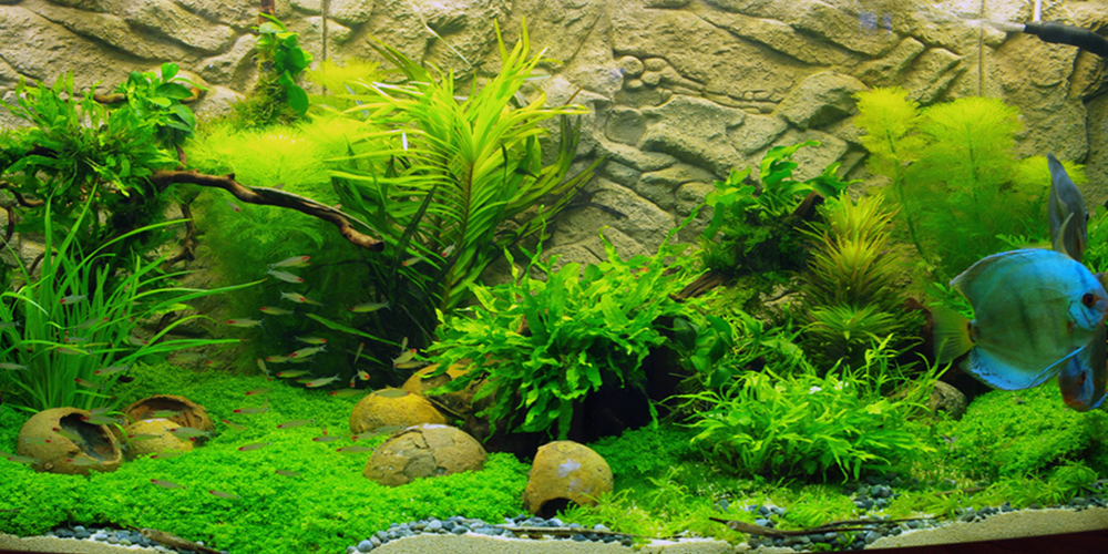 lush green plants at the bottom of an aquarium