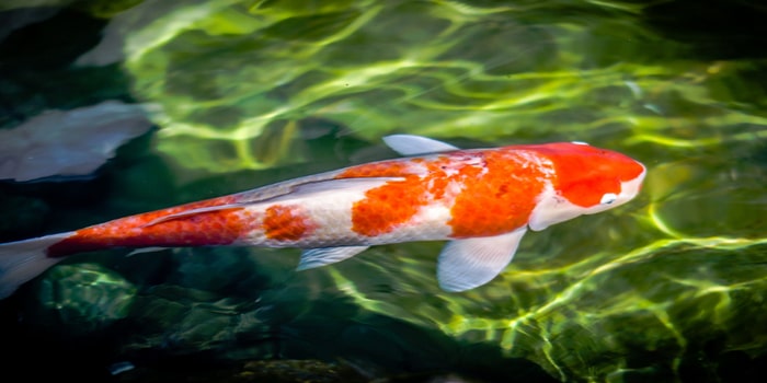 Koi Fish in a pond swimming over green area - treating fish disease