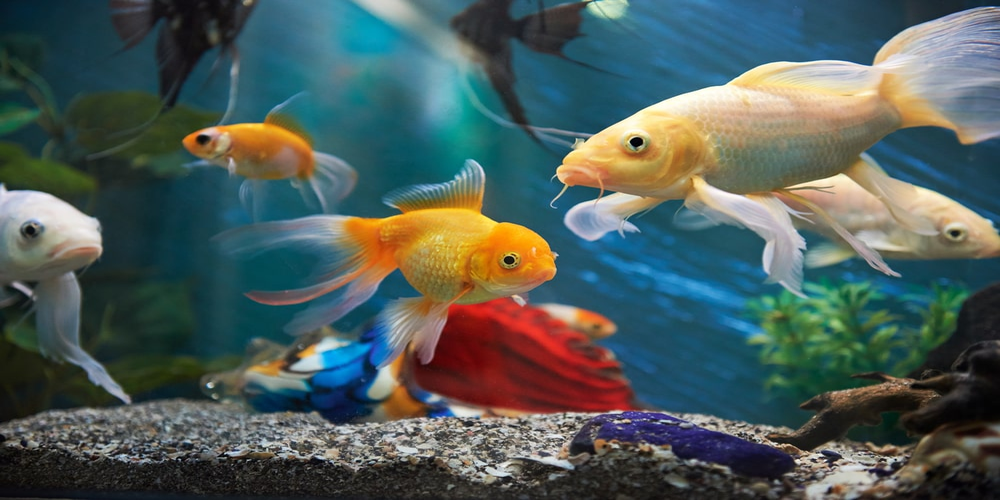 Expensive fish swimming in an aquarium