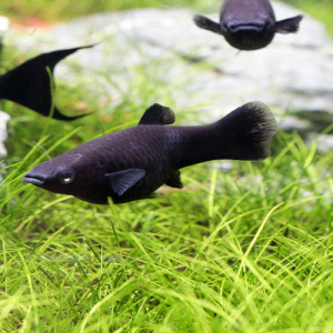 Three black mollies swimming in an aquarium