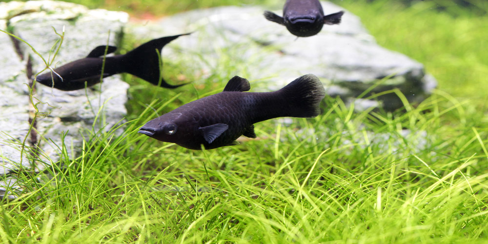 Three black mollies swimming in an aquarium