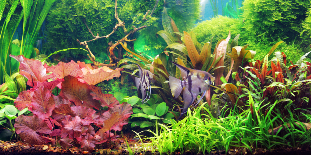 multi colored aquarium plants