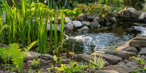 Large koi pond in private backyard with lush greenery and natural stones.