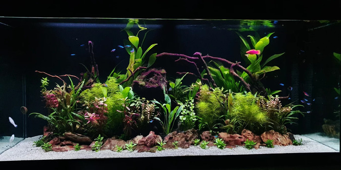 aquarium-plants-for-beginners