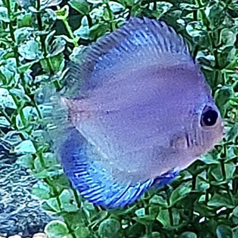 Discus Koi Kompanion Koi Pond Design, Installation and Supplies and Lawn Care Services