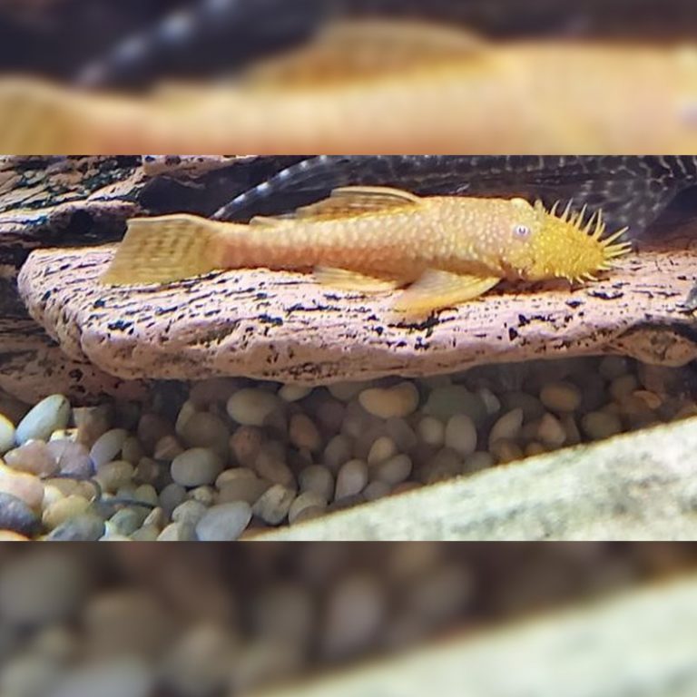 Bristlenose Pleco Koi Kompanion Koi Pond Design, Installation and