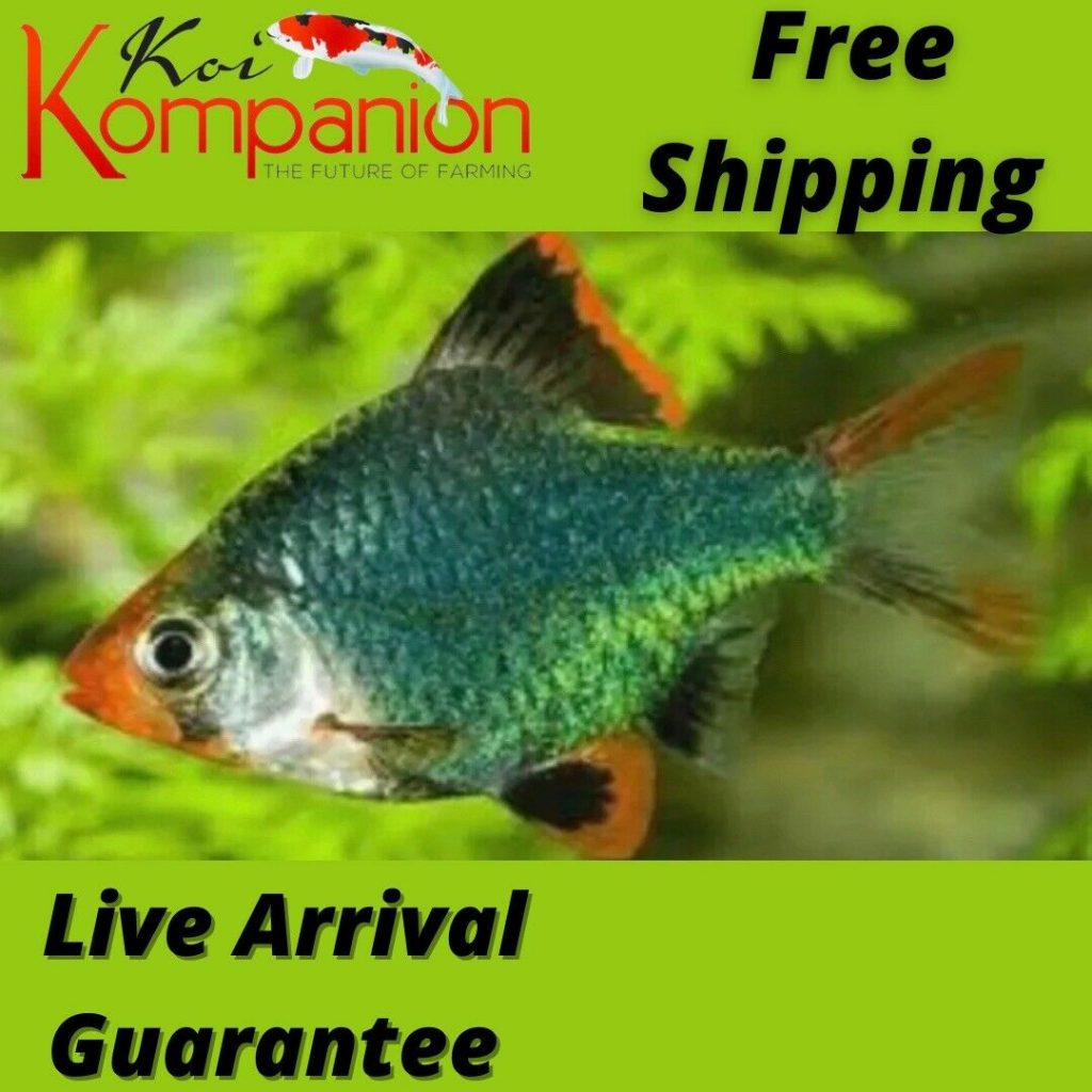 Green Tiger Barbs Koi Kompanion Koi Pond Design, Installation and