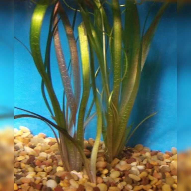 Jungle (Vallisneria americana) Koi Kompanion Koi Pond Design