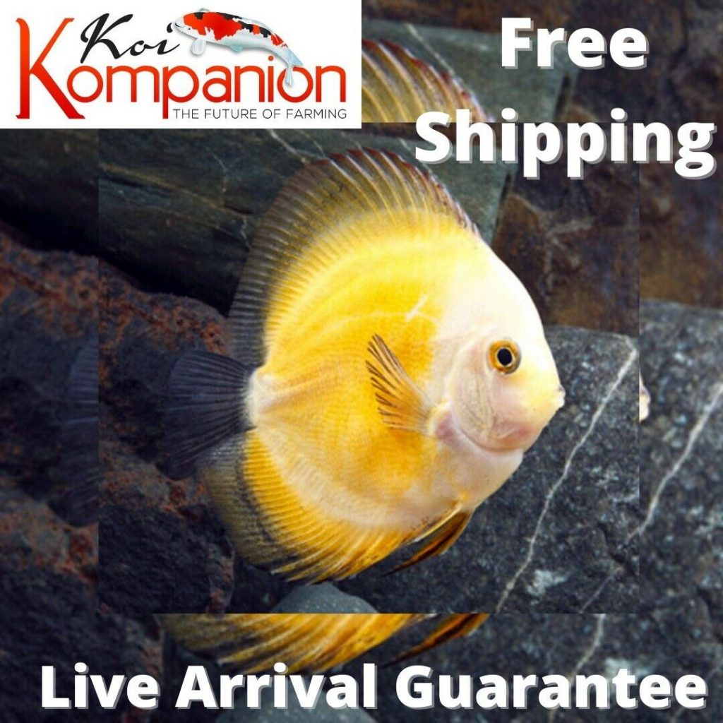 Yellow Marlboro Discus Koi Kompanion Koi Pond Design, Installation and Supplies and Lawn
