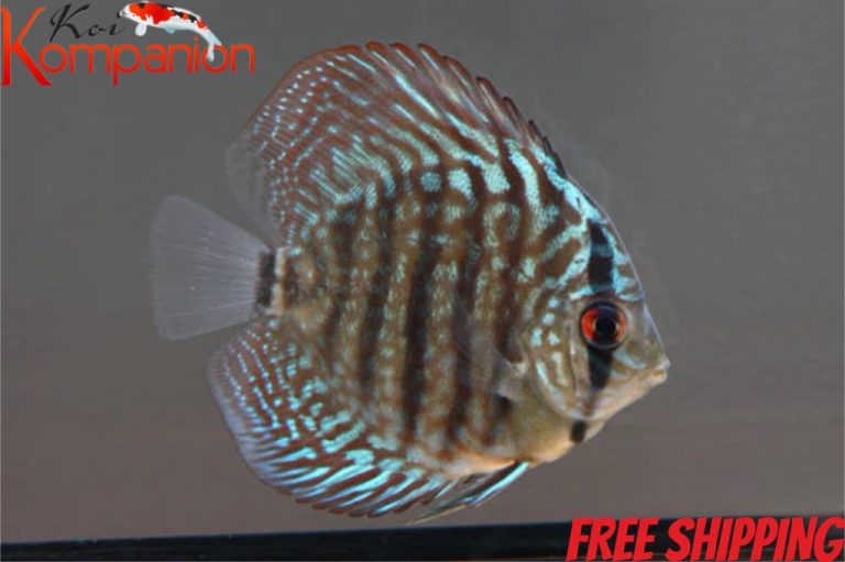 Royal Red Discus Koi Kompanion Koi Pond Design, Installation and Supplies and Lawn Care Services