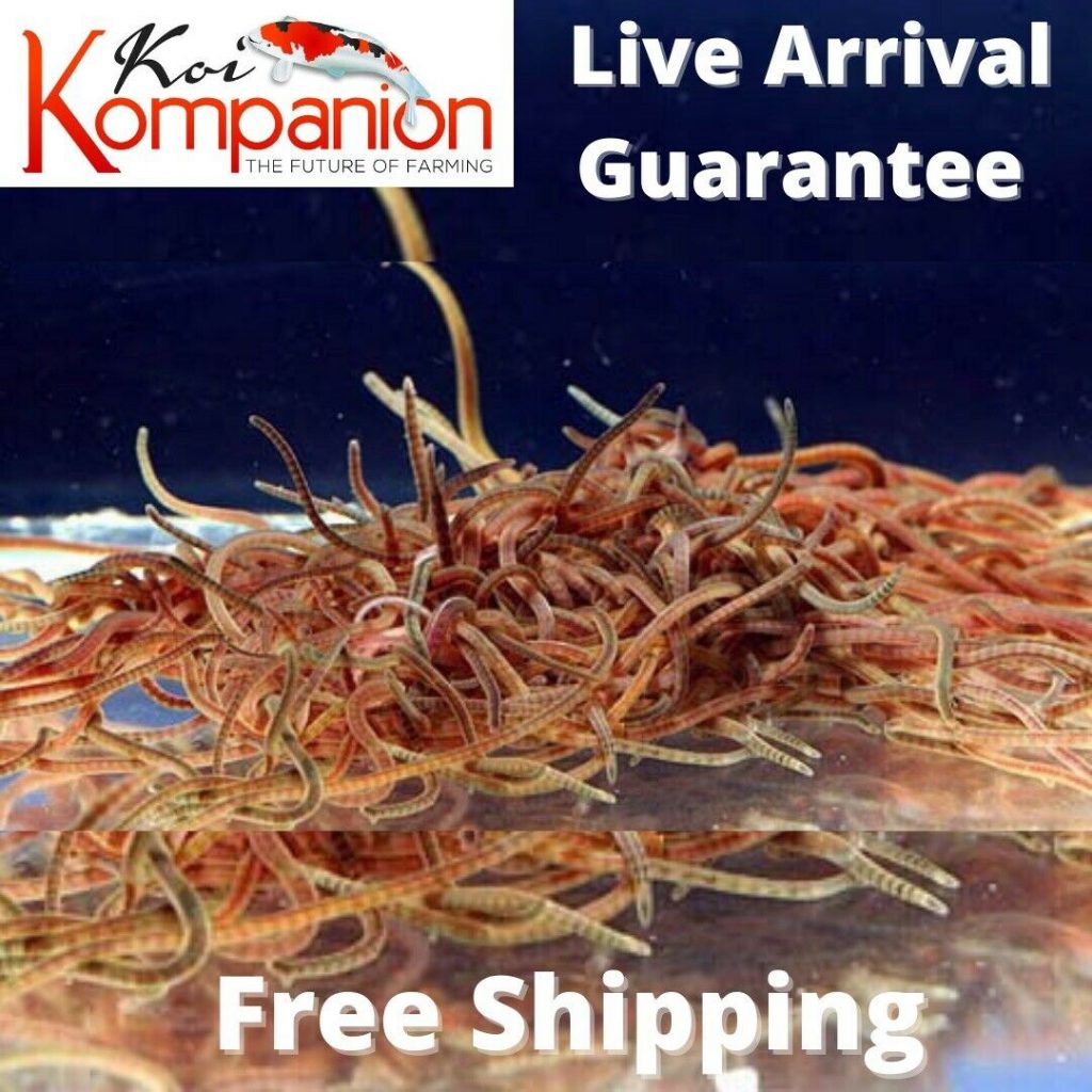 Live Black Worms Koi Kompanion Koi Pond Design, Installation and Supplies and Lawn Care Services