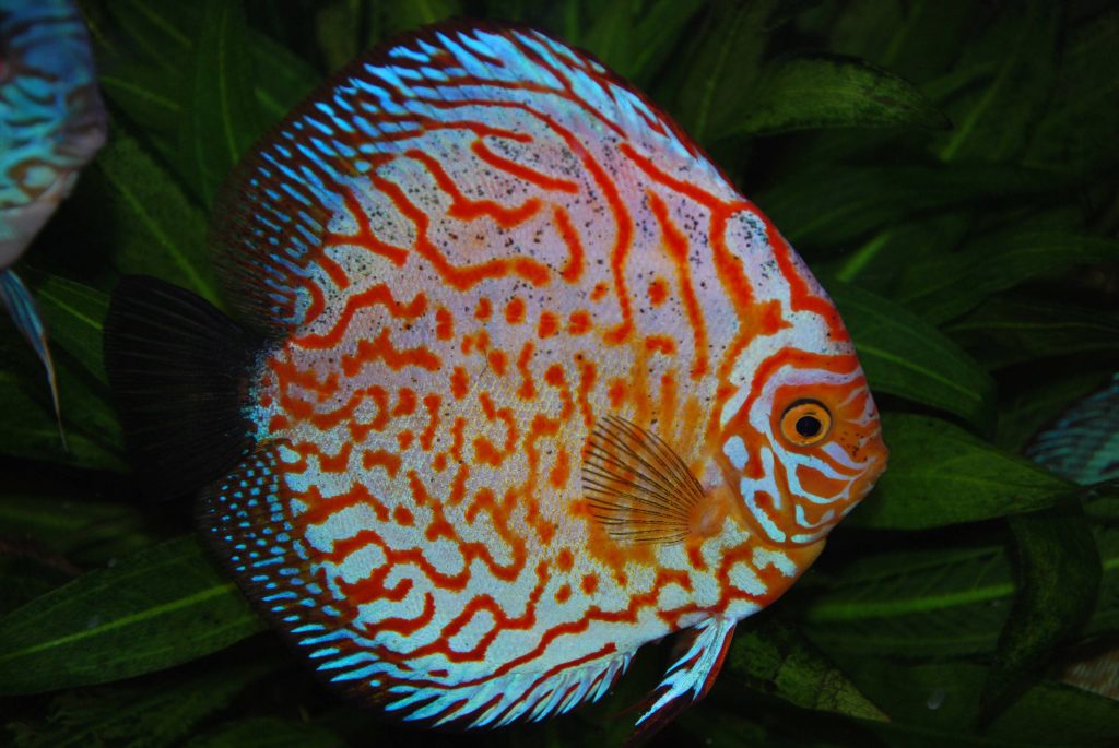 Discus Koi Kompanion Koi Pond Design, Installation and Supplies and Lawn Care Services