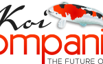Common Koi Fish Diseases and their Treatments - Koi Kompanion - Koi Pond  Design, Installation and Supplies and Lawn Care Services