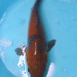 Ochiba Shigure Standard Fin Koi Fish