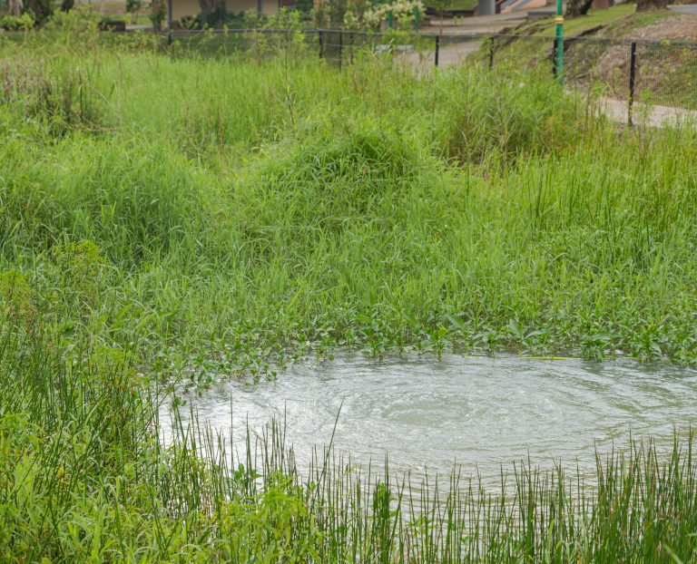 Pond in my garden