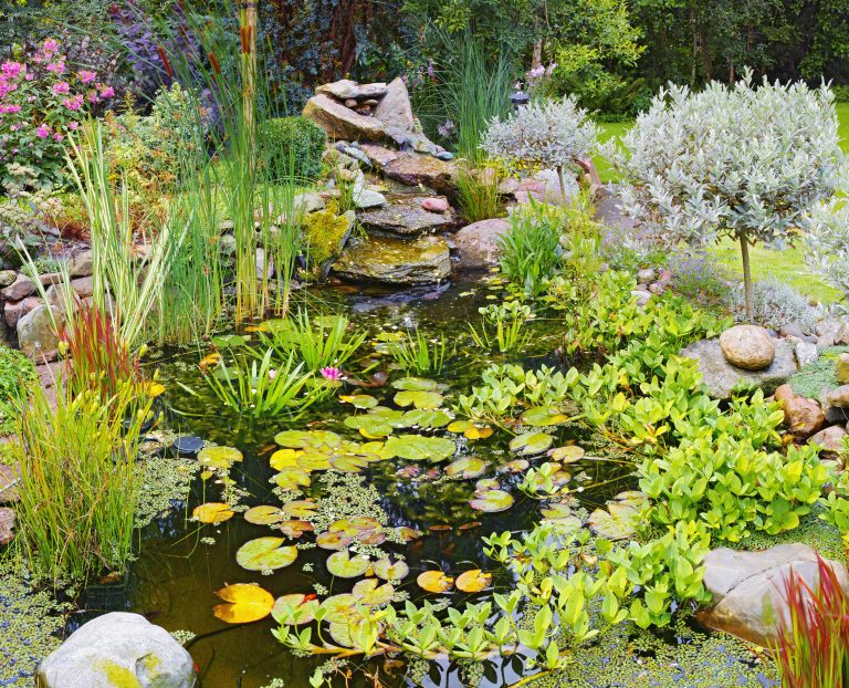 Pond in my garden