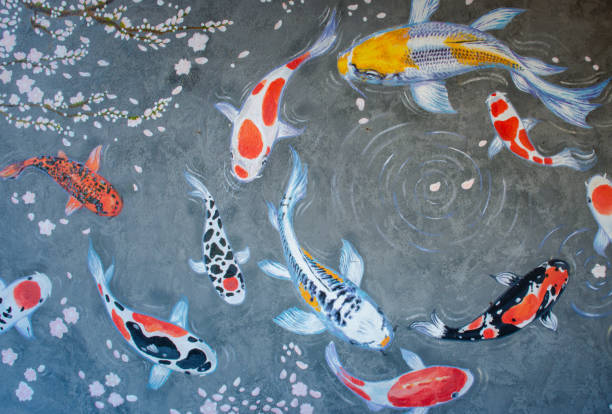 A vibrant mix of Showa, Kohaku, and Sanke Koi swimming gracefully in a clear pond, showcasing their distinct colors and patterns.