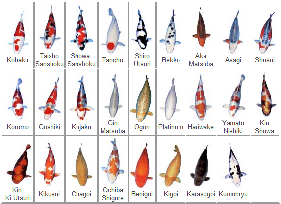 A detailed chart displaying various koi fish varieties, including Kohaku, Taisho Sanshoku, Showa Sanshoku, Tancho, and more, highlighting their unique patterns and colors.