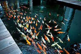 A vibrant group of colorful koi fish swimming together in a large, clear pond under soft lighting.