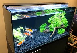 A well-maintained indoor koi fish tank with vibrant green plants and colorful koi fish swimming in clean water.