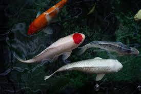 Three elegant koi fish, including a red and white Tancho koi, swimming gracefully in a dark, tranquil pond.