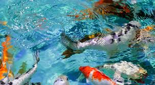 Colorful koi fish swimming in a clear blue pond.