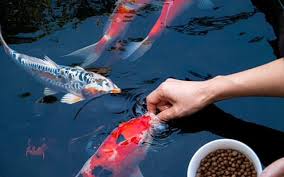 A person feeding vibrant koi fish by hand in a pond, with a bowl of high-quality koi food visible nearby.