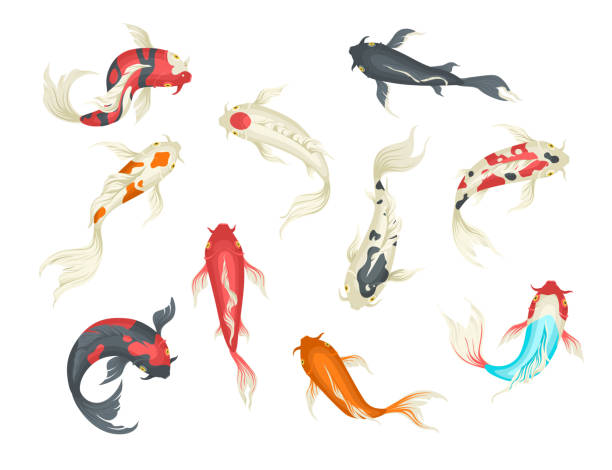 A collection of artistic illustrations featuring various koi fish in vibrant colors, swimming gracefully in different poses.