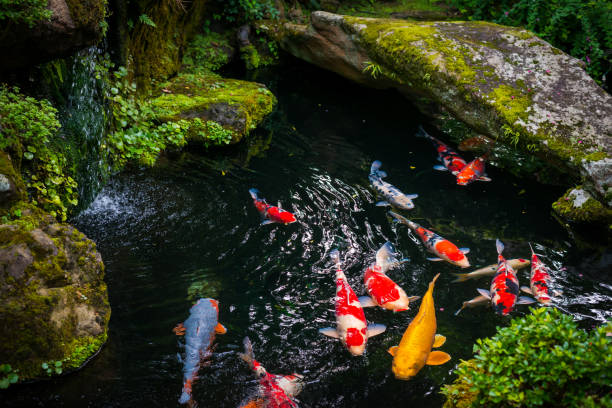 Colorful koi fish swimming in a serene Japanese pond surrounded by lush greenery and moss-covered rocks.