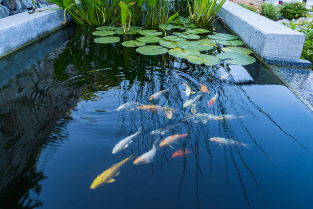 Koi fish swimming gracefully in a clear pond surrounded by lush greenery and lily pads.