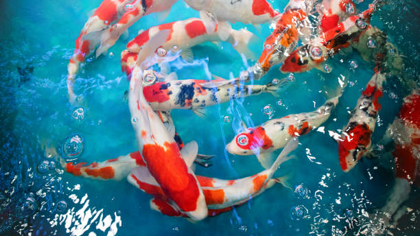 Colorful koi fish swimming in clear blue water, showcasing their vibrant patterns and unique markings.