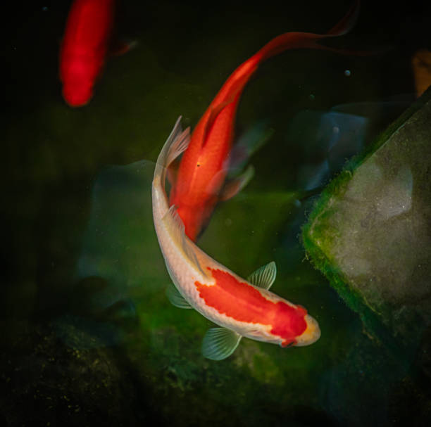 A stunning image of a giant koi fish swimming gracefully in clear water, surrounded by smaller koi for scale, showcasing its impressive size and vibrant colors.